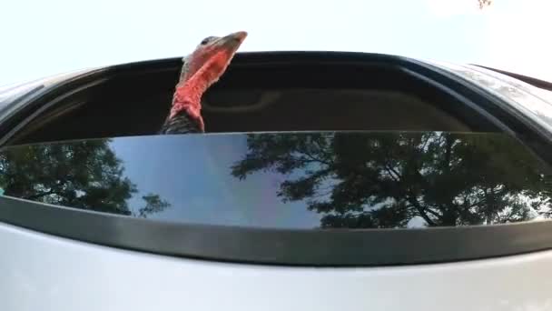 Turkey Rides Car Looking Out Window Thanksgiving — Stock Video