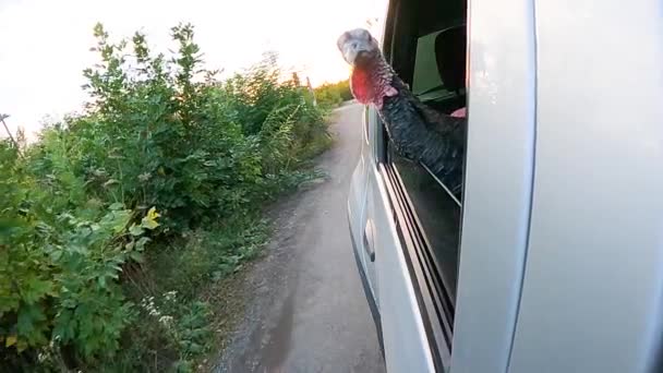 这只火鸡坐汽车过感恩节 慢动作 — 图库视频影像