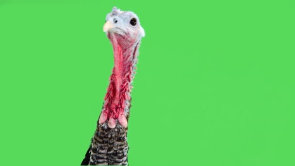 Turkey Looking Different Sides Thanksgiving Green Background — Stock Video