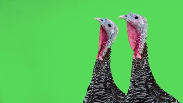 Twee Vrouwelijke Kalkoenen Kijken Verschillende Richtingen Het Groen Voor Thanksgiving — Stockvideo