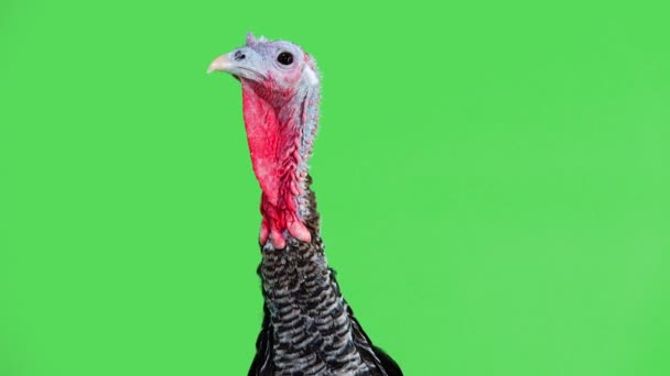 Portrait Female Turkey Green Screen — Stock Video