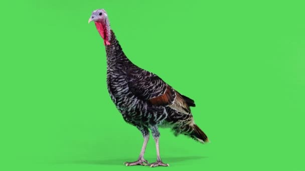 Female Turkey Green Screen — Stock Video