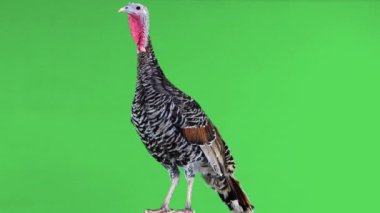 Dişi hindi yeşil ekranda dönüyor..