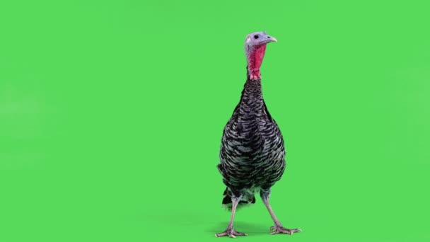 Pavo Hembra Una Pantalla Verde — Vídeos de Stock