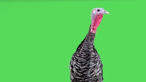 Portrait Female Turkey Green Screen — Stock Video