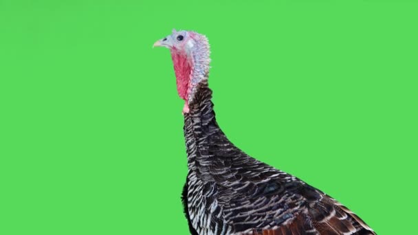 Portrait Female Turkey Green Screen — Stock Video