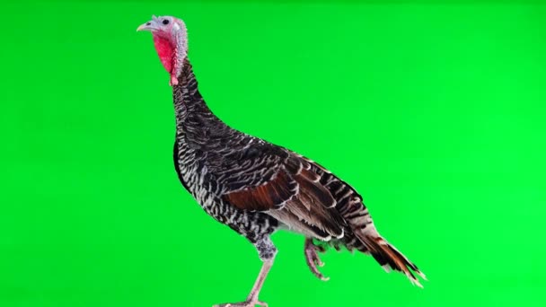 Female Turkey Standing Raised Leg Isolated Green Screen — Stock Video