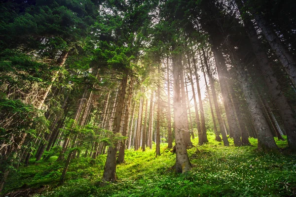 Coniferous Green Forest Mountain Wuth Magic Light Flare — Stock Photo, Image
