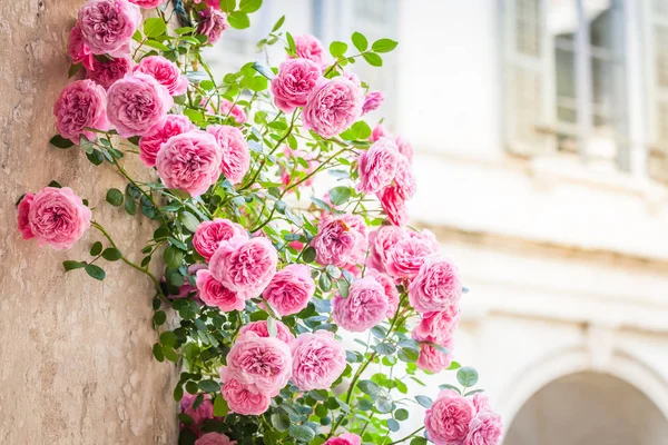 Rosas Escalando Columna Patio Italiano Romántico Vintage Tonificado Con Espacio — Foto de Stock