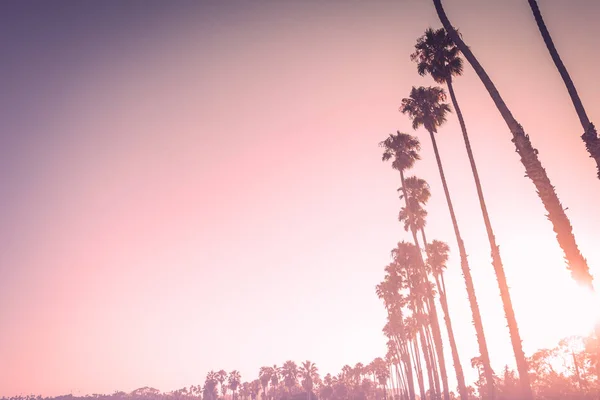 圣巴巴拉棕榈树在紫色日落与拷贝空间 — 图库照片
