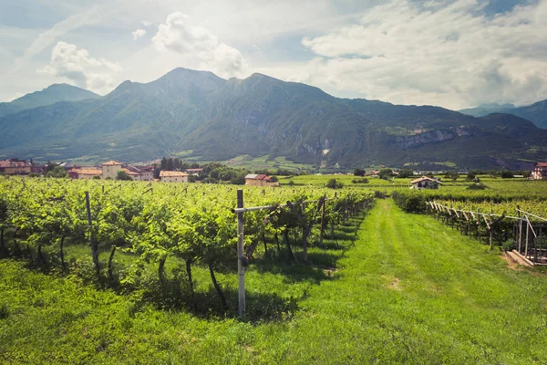 Wijngaarden Van Trento Tegen Monte Bondone Focus Hoek Van Links — Stockfoto