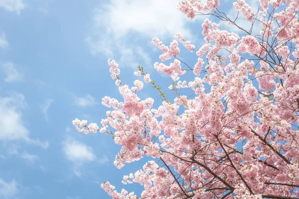 粉红樱花对蓝天的绽放 聚焦在照片的中央部分 — 图库照片