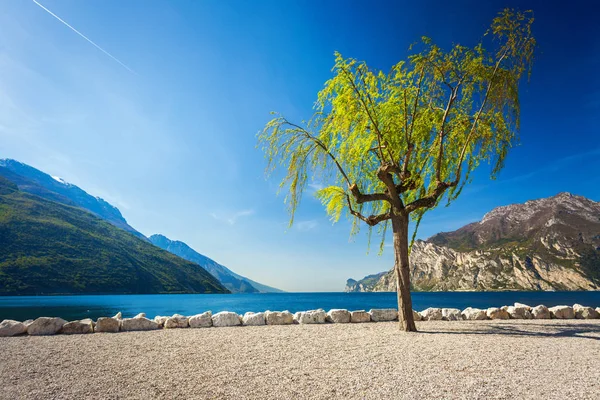 Torbole 湖附近的鹅卵石海滩上的孤独柳树 — 图库照片
