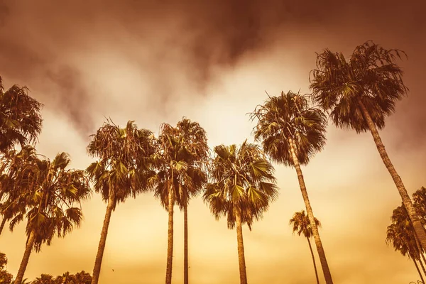 在洛杉矶的威尼斯海滩的单色金色色调棕榈在穆迪阴沉的天空下 — 图库照片