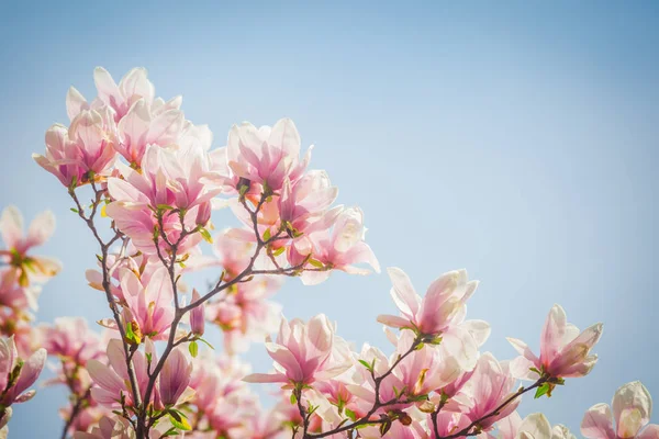 Magnolia Fleur Contre Ciel Bleu — Photo