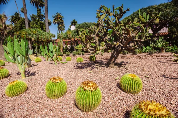 Parque Cactus Beverly Gardens Park Alond Santa Monica Blvd Los —  Fotos de Stock