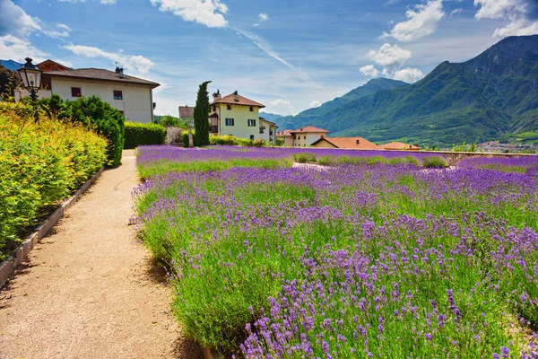 Villazzano 村公园附近的薰衣草场在阿尔卑斯意大利城市 — 图库照片