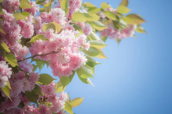 樱桃粉红色的花朵对蓝天与复制空间 聚焦在照片的中心部分 — 图库照片