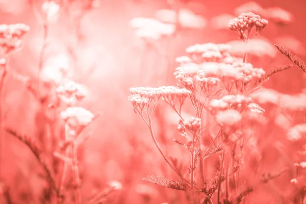 Pradera Verano Con Flores Blancas Milenrama Foco Flor Central Tonificada — Foto de Stock