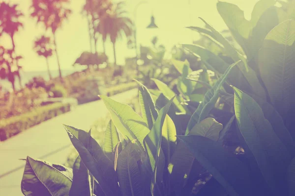 Folhas tropicais tonificadas à luz do sol em Laguna Beach — Fotografia de Stock