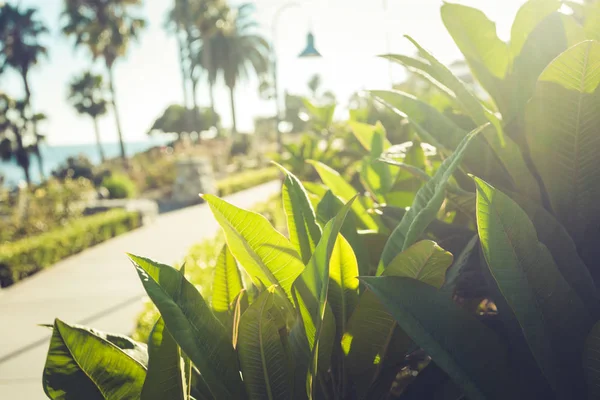 Candid tropische bladeren in zonlicht in Laguna Beach — Stockfoto