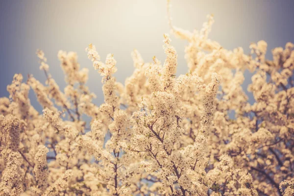 Candid fiore di ciliegio bianco — Foto Stock