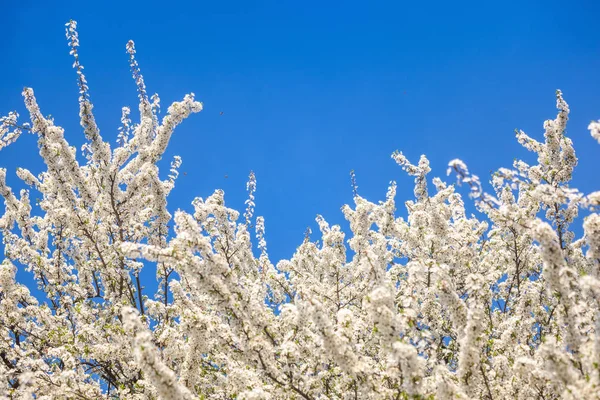 Flor blanca cereza agains cielo azul — Foto de Stock