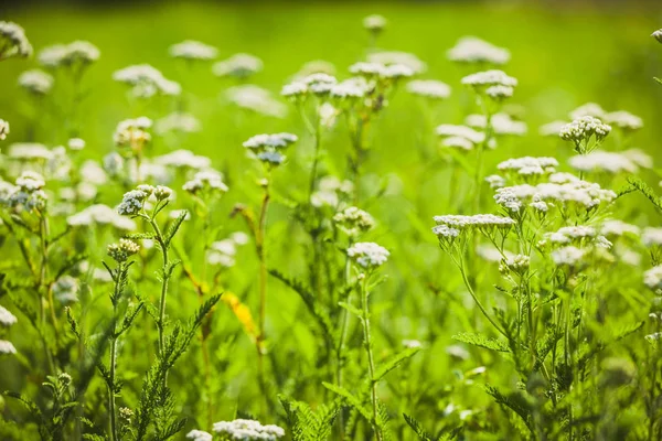 Pradera de verano con flores blancas de milenrama — Foto de Stock