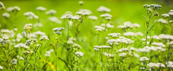 Letnia łąka z białych kwiatów krwawnika Sztandaru — Zdjęcie stockowe