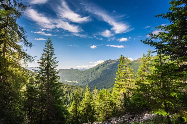 Vew del bosque de los Alpes cerca de San Martino di Castrozza —  Fotos de Stock
