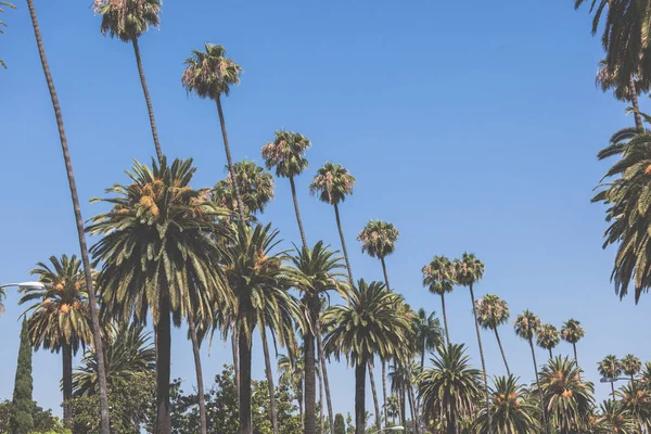 Беверли-Хиллз пальмы в старинном стиле ретро тонированное — стоковое фото