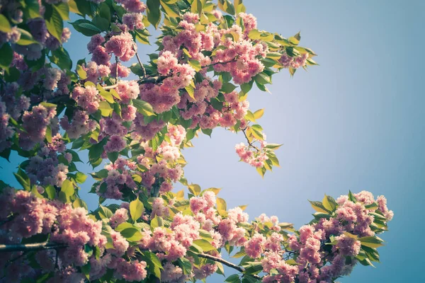 Flor rosa cerezo contra el cielo azul — Foto de Stock