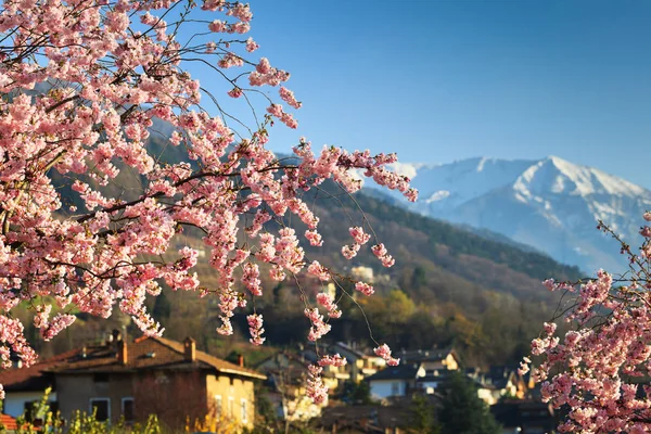 Сакура цветет в Альпах — стоковое фото