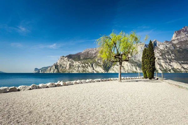 A couple of willow and cypress in Torbole — Stock Photo, Image