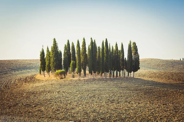 Cypress Garden op een heuvel tussen lege rollende velden in Toscane — Stockfoto