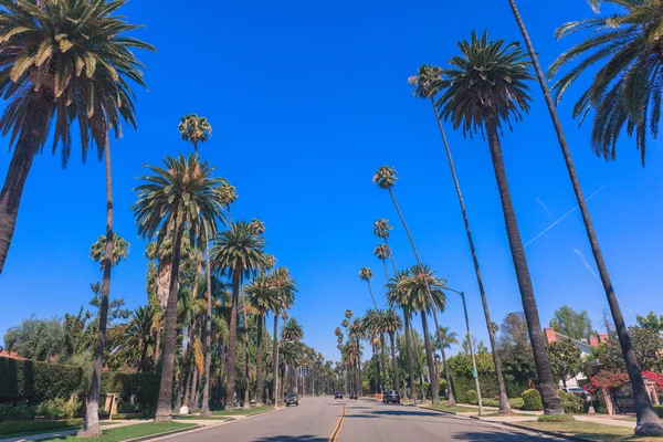 Słynne palmy Beverly Hills wzdłuż ulicy w Los Angeles — Zdjęcie stockowe
