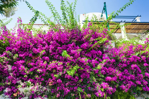 Bougainvillea blüht auf der Insel Capri — Stockfoto