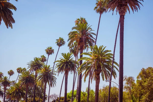 Palmen van Beverly Hills Los Angeles Californië — Stockfoto