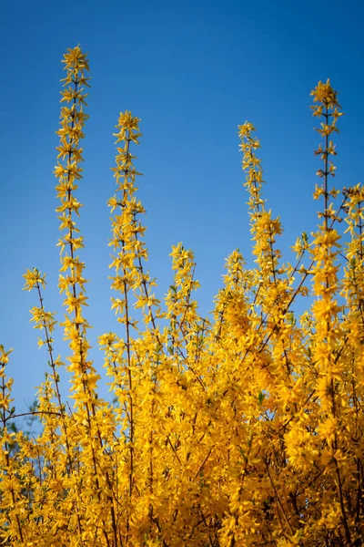 Typical spring yellow flower forsythia shrub — Stock Photo, Image