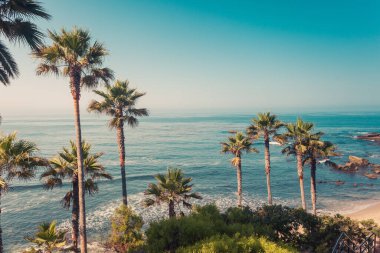 Palms on a coast of Laguna Beach, Orange County, California clipart