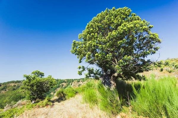 Schöne Landschaft Aus Grünen Kastanienbäumen Mit Früchten Vor Blauem Himmel — Stockfoto