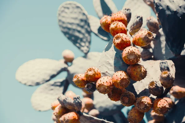 Primer Plano Del Cactus Pera Espinosa Aka Opuntia Ficus Indica — Foto de Stock