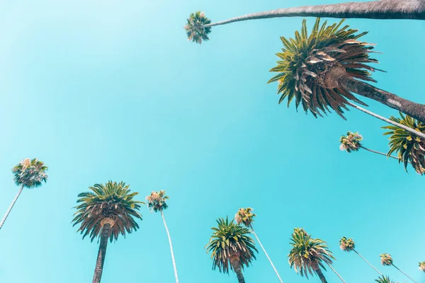 Пальмы Беверли Хиллз Калифорнийских Тонах Расположены Одной Линии Копировальным Пространством Стоковое Изображение