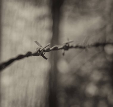 Rusted barbed wire strung on posts at edge of woods, in monochrome. clipart