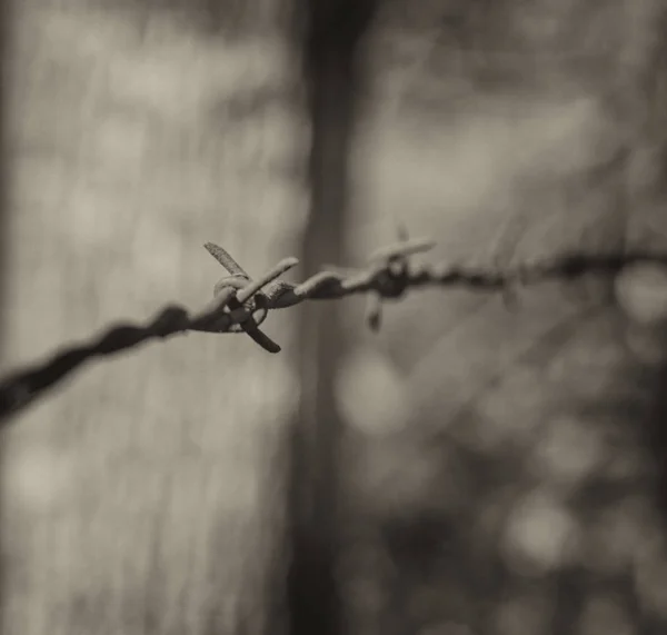 Zrezivělý Ostnatý Drát Navlečené Příspěvky Okraji Lesa Monochromatickém Režimu — Stock fotografie