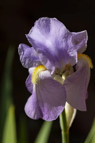 Vista Vicino Della Fioritura Iris Barbuto Viola — Foto Stock