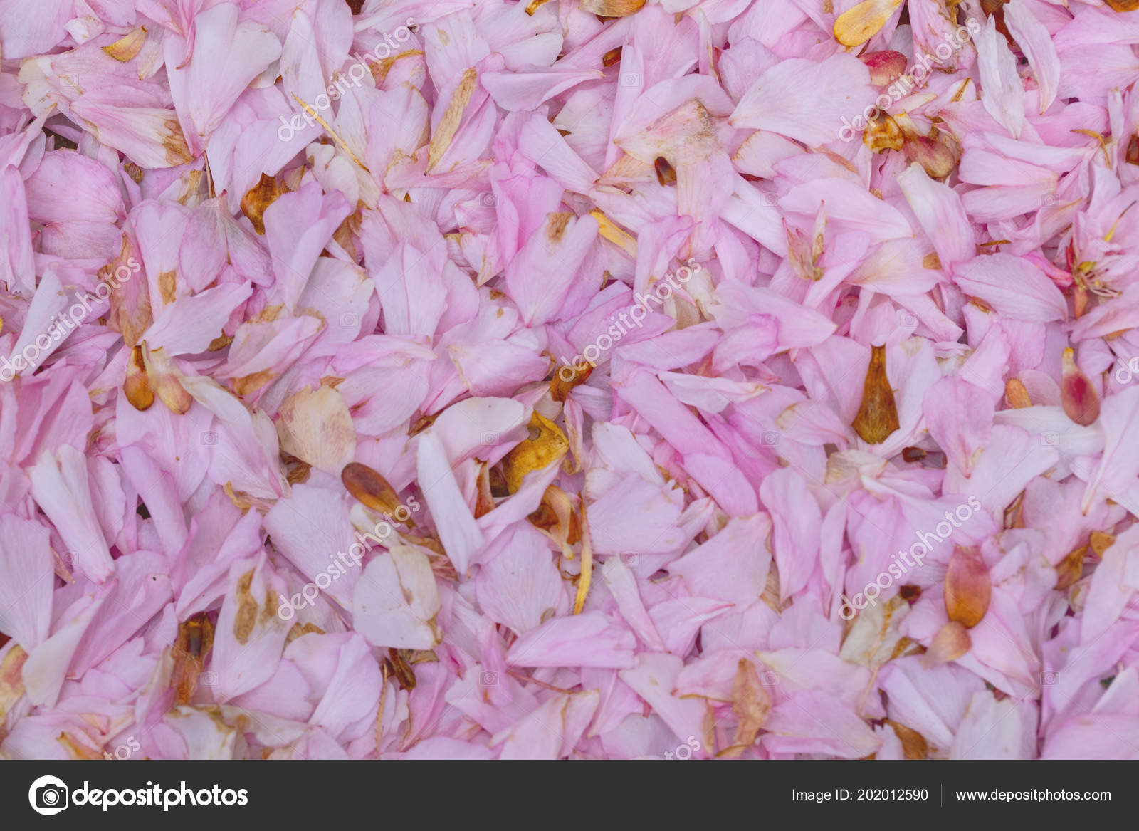 Carpet Pink Cherry Blossom Petals Lying Cherry Tree — Stock Photo © 202012590