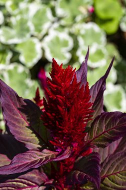 Kırmızı cockscomb (Celosia) bitki öğleden sonra güneşte parlıyor.