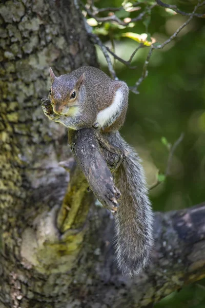 Ein Graues Eichhörnchen Legt Sich Auf Den Ast Eines Apfelbaums — Stockfoto