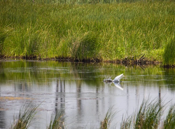 Great White Egret Strikes Out Passing Fish Creating Splash Saltwater — Stock Photo, Image